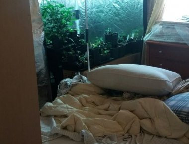 Καλλιθέα: Συνελήφθη 40χρονος που καλλιεργούσε κάνναβη δίπλα στο... κρεβάτι του (φωτό)